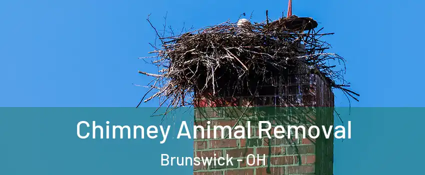 Chimney Animal Removal Brunswick - OH
