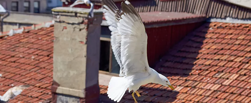 Residential Chimney Animal Removal Solution in Brunswick, OH